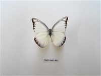 藏品(異色尖粉蝶)的圖片